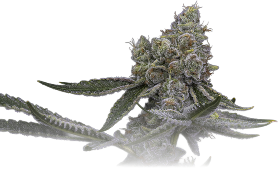 High Quadz craft cannabis bud