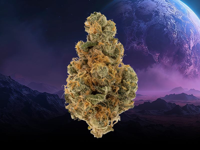 BB Yoduh craft cannabis bud
