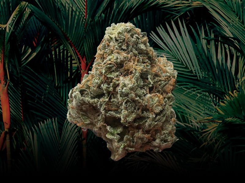 Green Congo craft cannabis bud