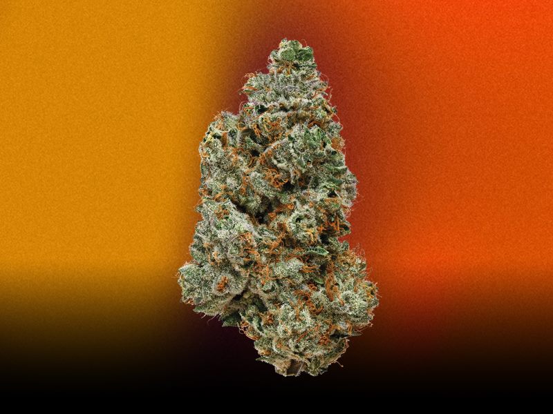 OJ Zainbow craft cannabis bud